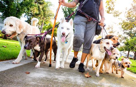 dog walking services on offer in toronto